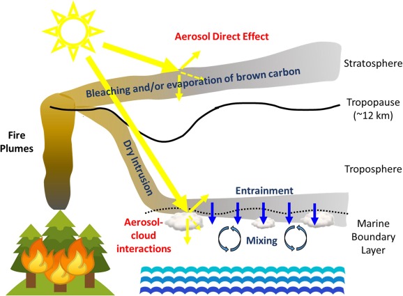 A March 2020 paper shows how the U.S. Department of Energy’s support for wildfire-aerosols research goes beyond just BBOP. Above, a schematic shows the transport of intense North American wildfire plumes and their effect on radiation and cloud condensation nuclei in a marine boundary layer thousands of miles away in the eastern North Atlantic. 