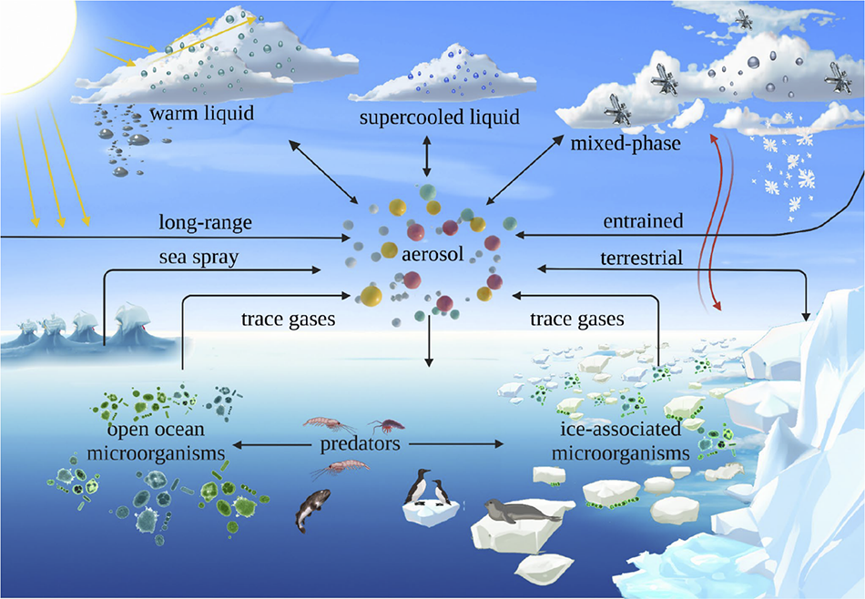 Note the myriad interactions among microbiota, gases, aerosol, clouds, radiation, and precipitation in the Southern Ocean and Antarctic. 